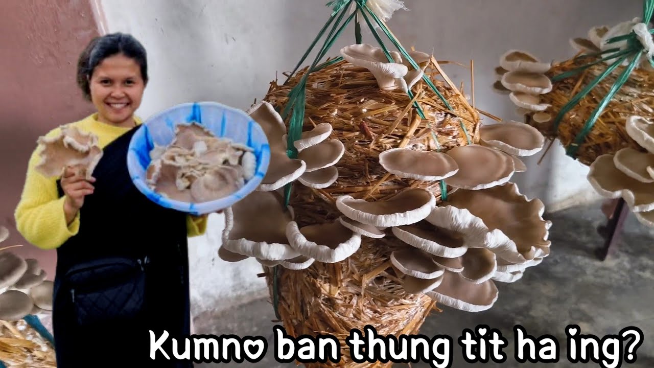 Kumno ban thung tit ha ing| oyester Mushroom