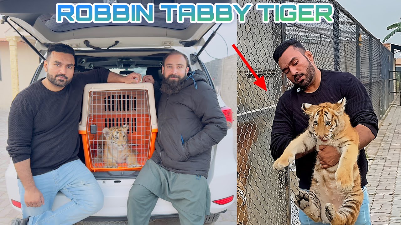 Robbin Tabby Tiger Cub ko Uski Mama Sai Milwa Diya 🐅🥰