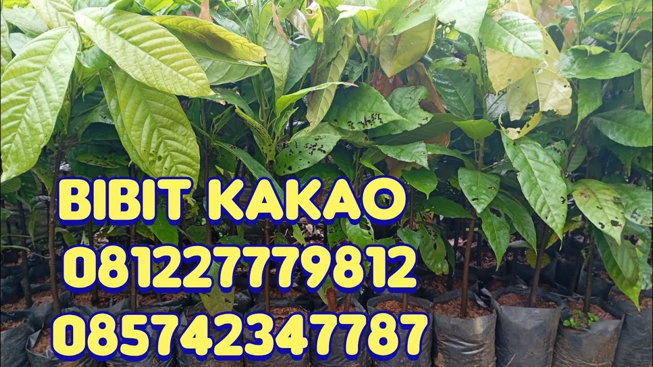 Kakao, Bibit Kakao Purworejo, Jual Bibit Kakao Unggul, Harga Bibit Kakao, @PUSAT BIBIT TANAMAN DI PURWOREJO
