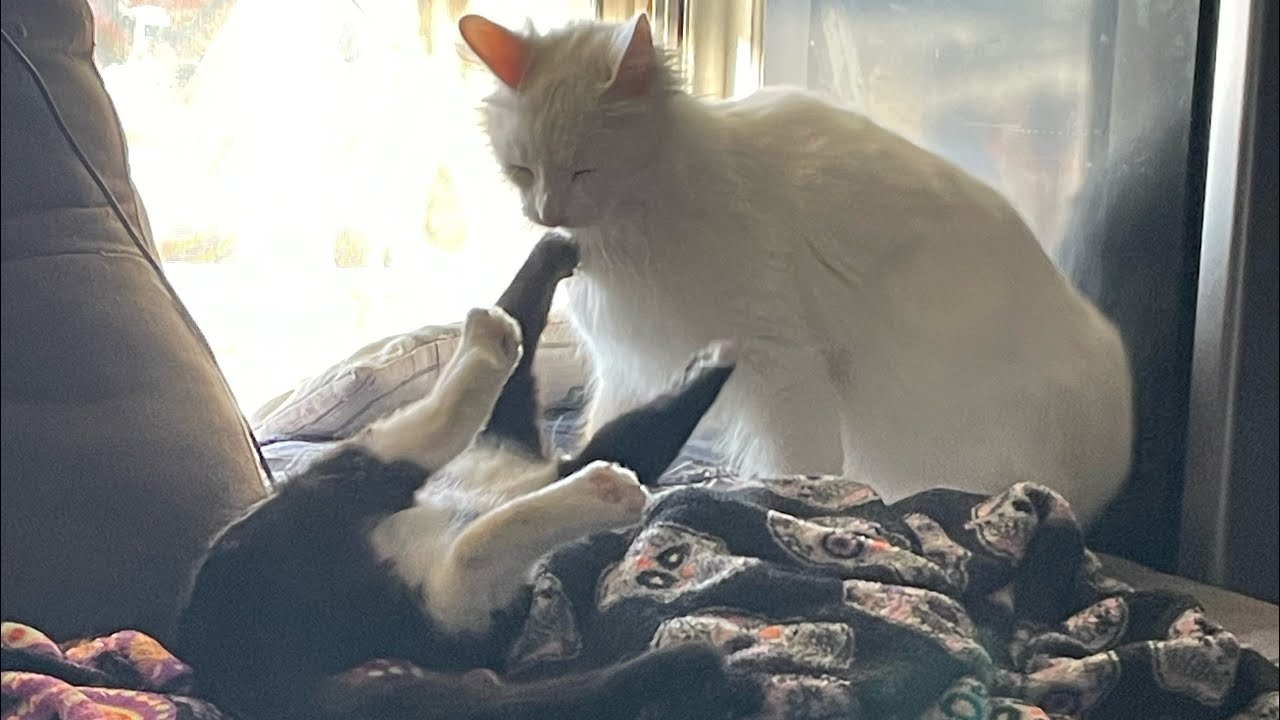 These two #mutacat #pippin #foryou