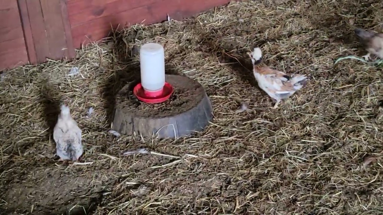 Chicken jockey 3.0 3 chicks on 1 goat