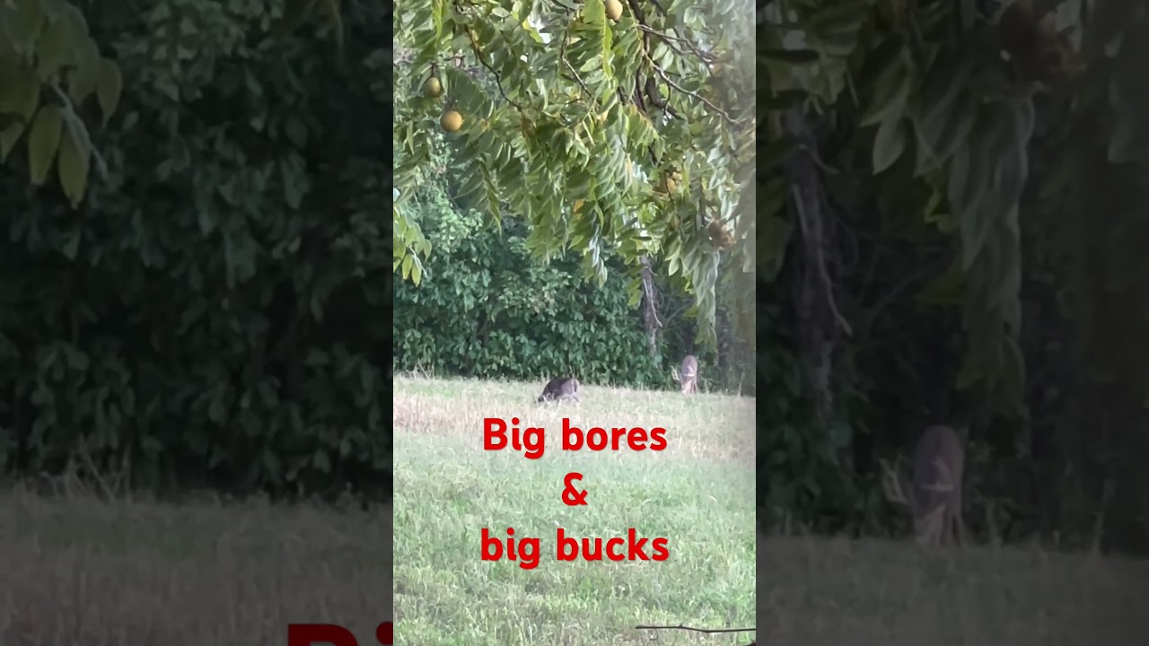 Big whitetail buck and big bore airguns