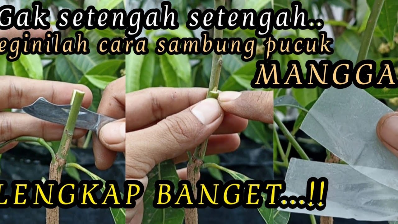 #lomba   CARA  SAMBUNG PUCUK MANGGA AGAR CEPAT BERBUAH