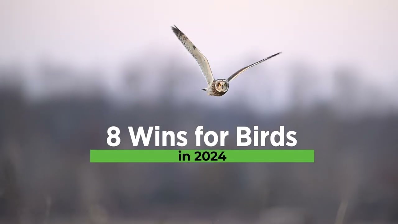 8 Wins for Birds in 2024