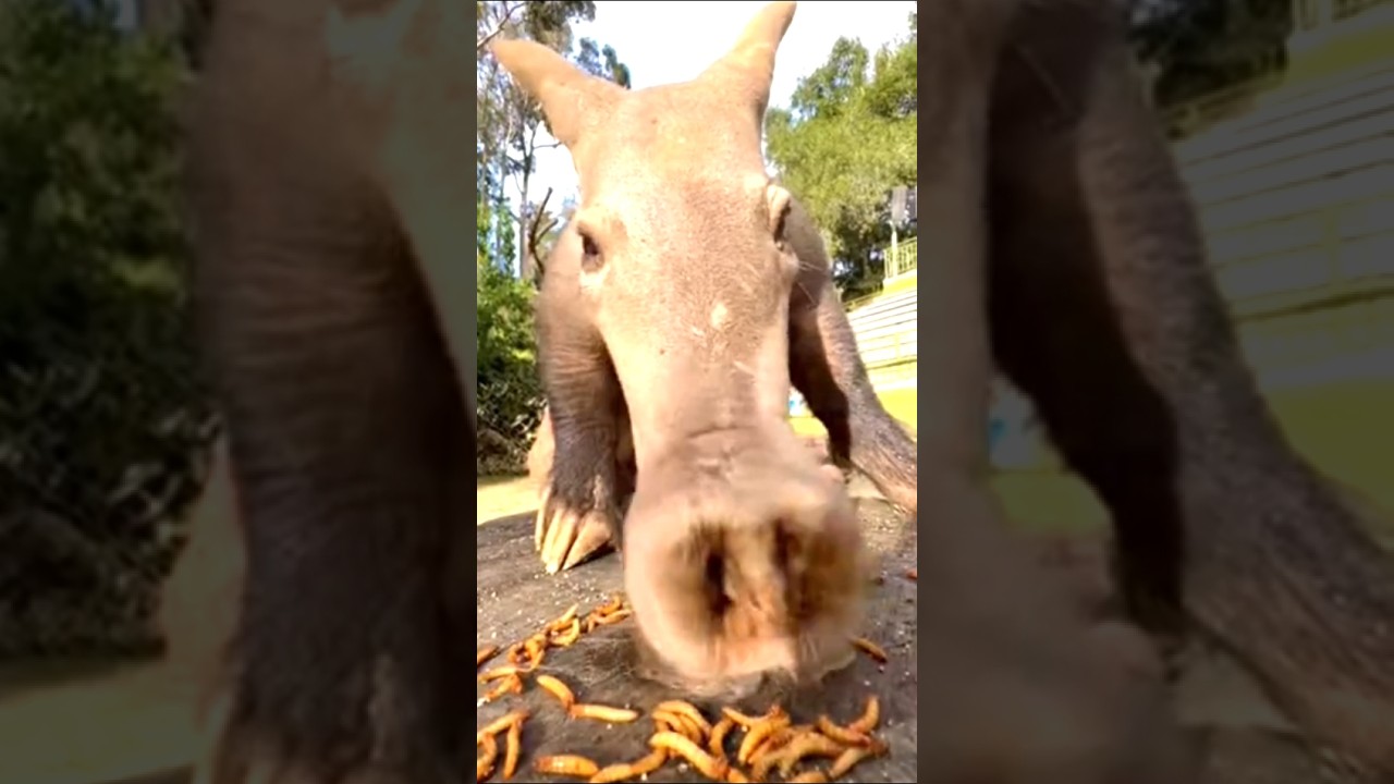 Nosiest aardvark in town 