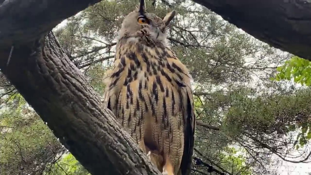 Home Safari - Eurasian Eagle Owl - Cincinnati Zoo