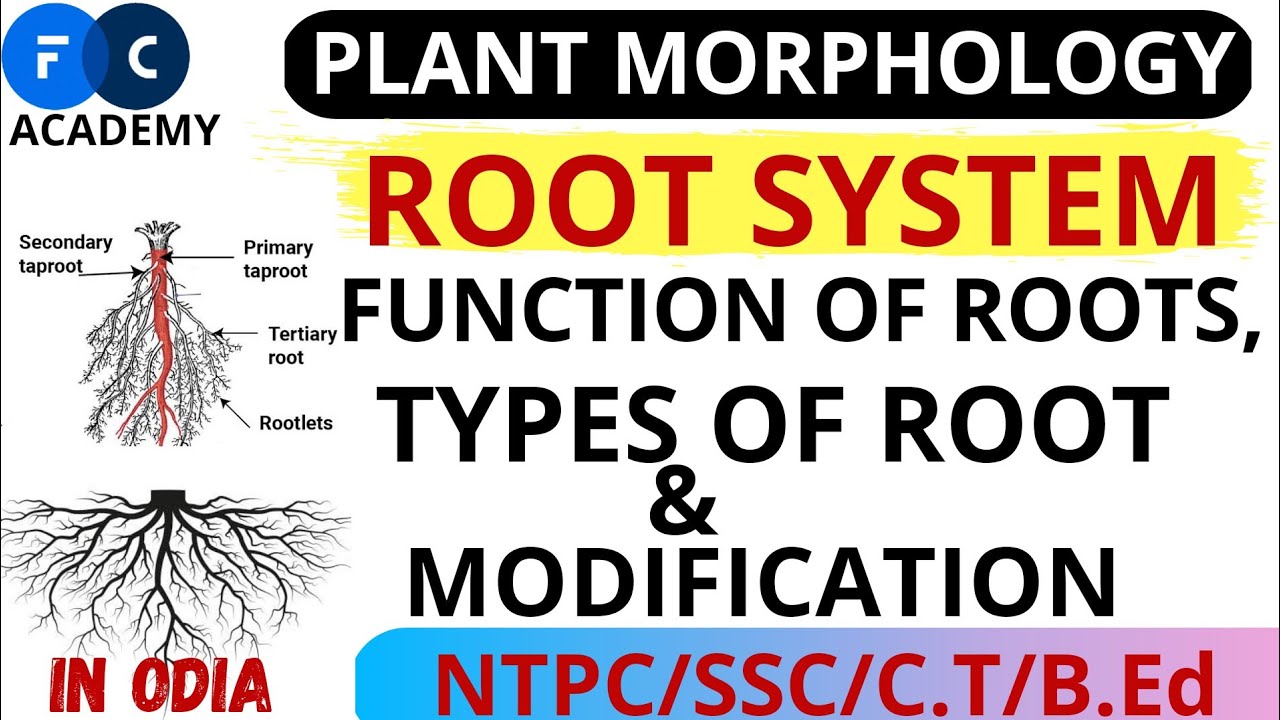 PLANT MORPHOLOGY, ROOT SYSTEM, FUNCTION & MODIFICATION OF ROOT. in eng-odia
