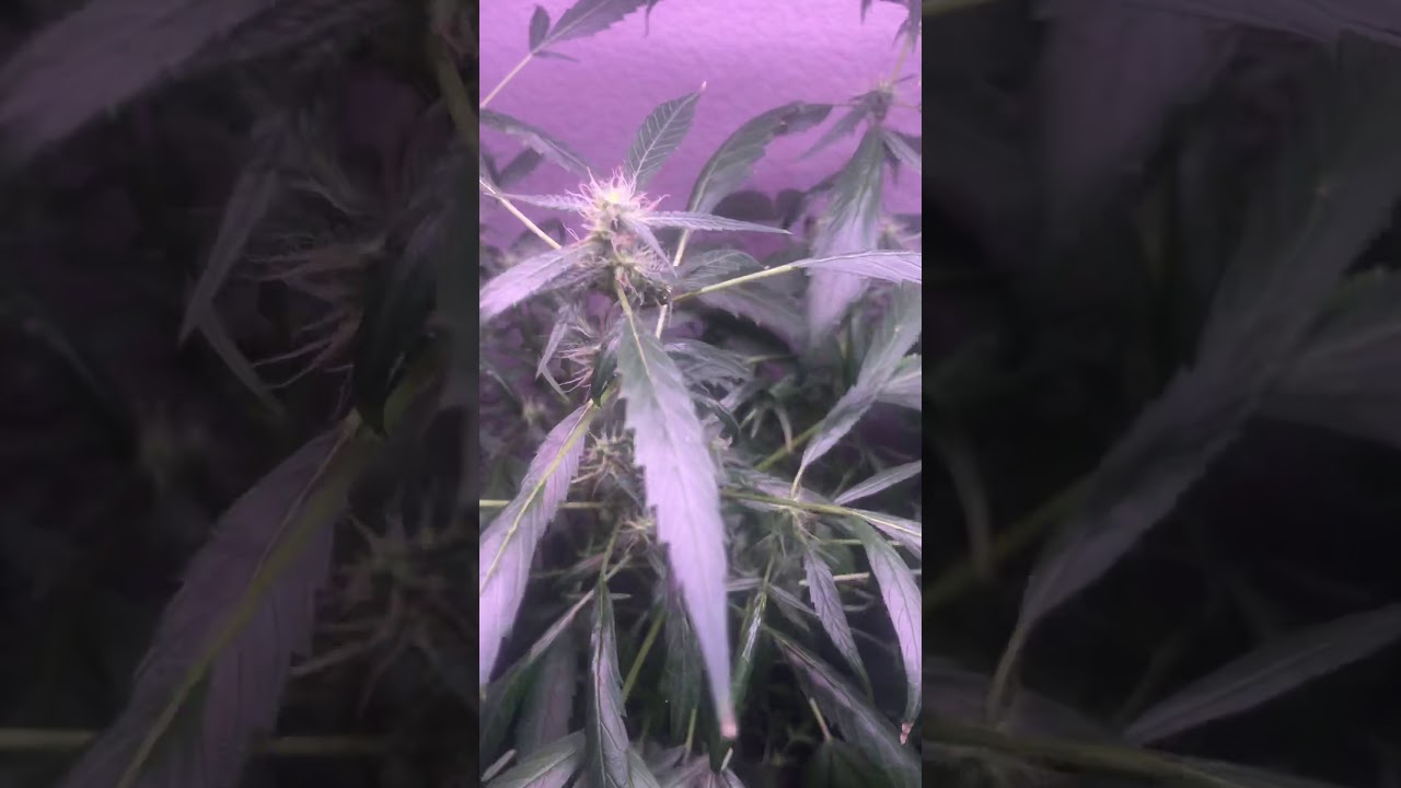 2 month & 2 week old weed plants