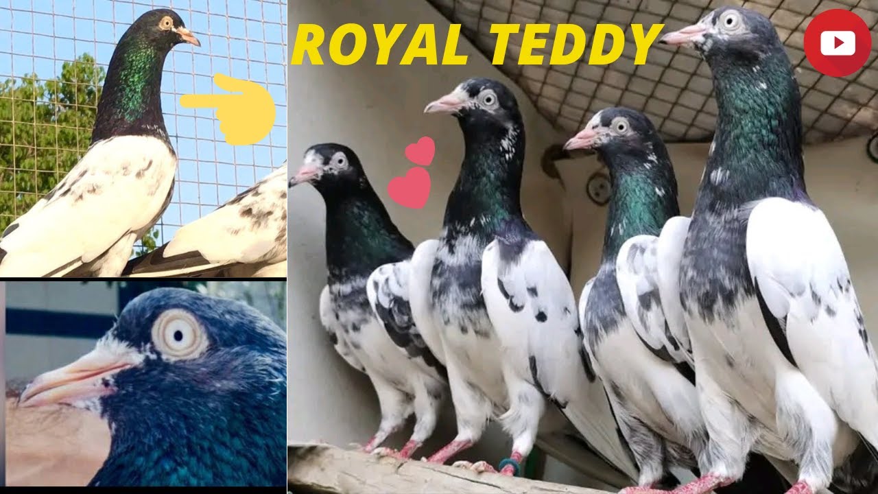 royal teddy kabootar | royal teddy ke price  | royal teddy breeding | teddy pigeon| pets vlog|
