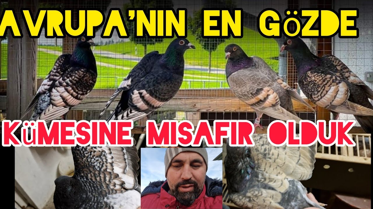 Avrupa'nin en gözde Nadide kümesine misafir olduk Frill stencil tauben#aksoyfiloelvanguvercinleri