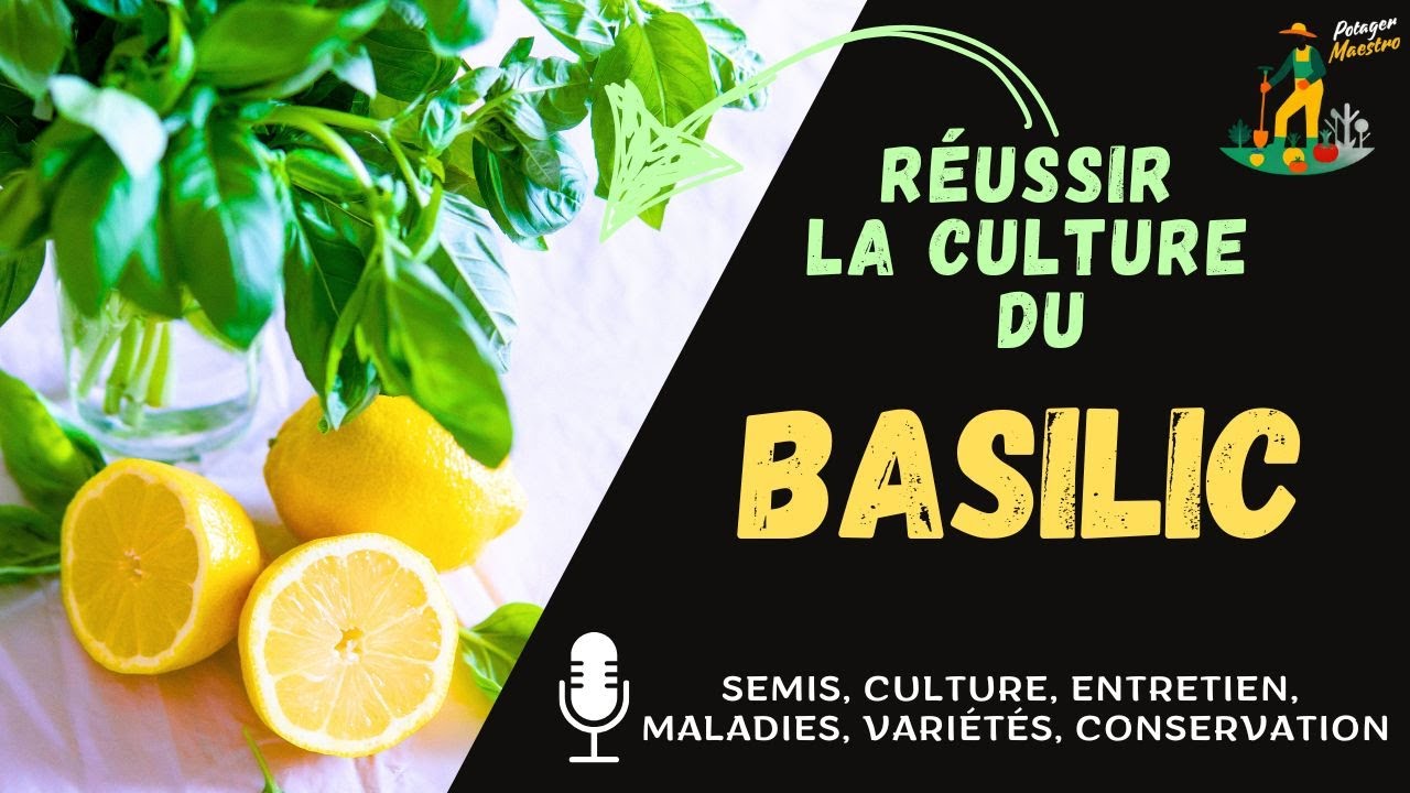 Réussir la culture du basilic dans votre potager