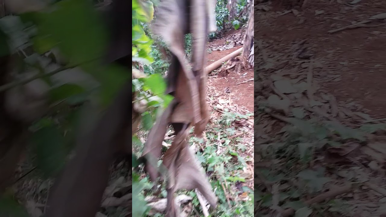 Tưới cà phê bằng bơm đa tầng cánh