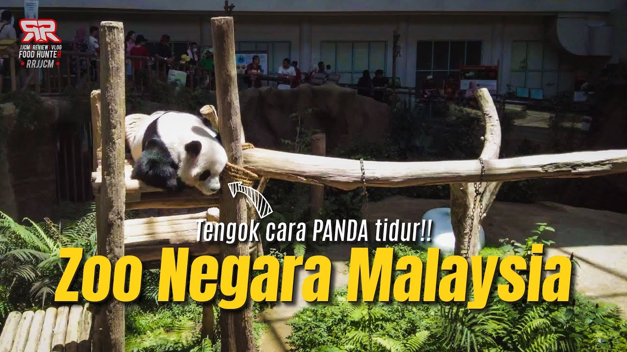 Raikan Hari Lahir Anda bersama Panda di Zoo Negara Malaysia! Tips Masuk Percuma