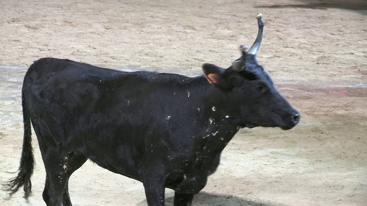 1er encierro manade lafon + toro piscine samedi 20 juillet
