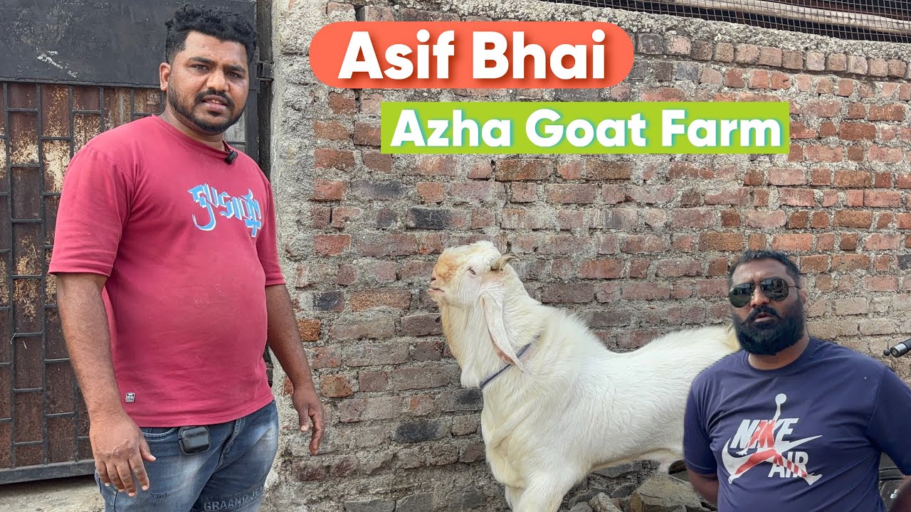 Jyada Bolo Mat Karke Dikhao Best Palai Goat Service In Solapur | No1 Palai Setup Azha Goat Farm.