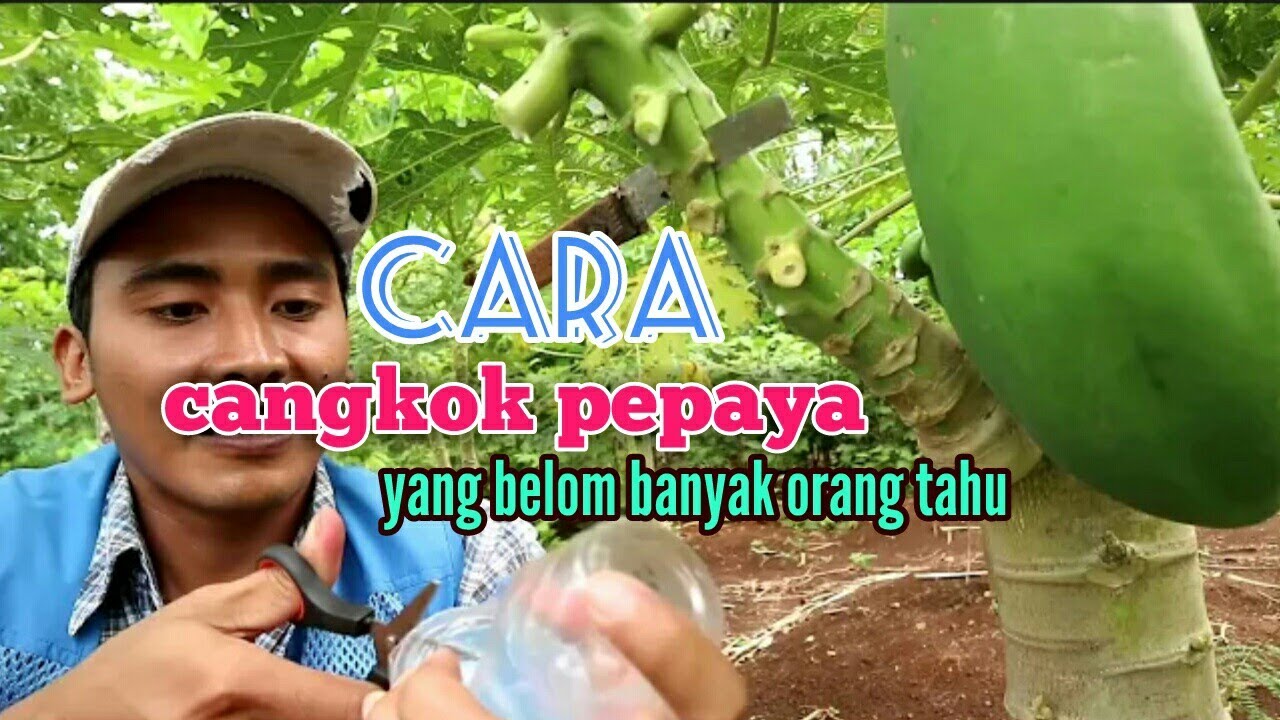cara mencangkok pepaya yang belum banyak orang tahu