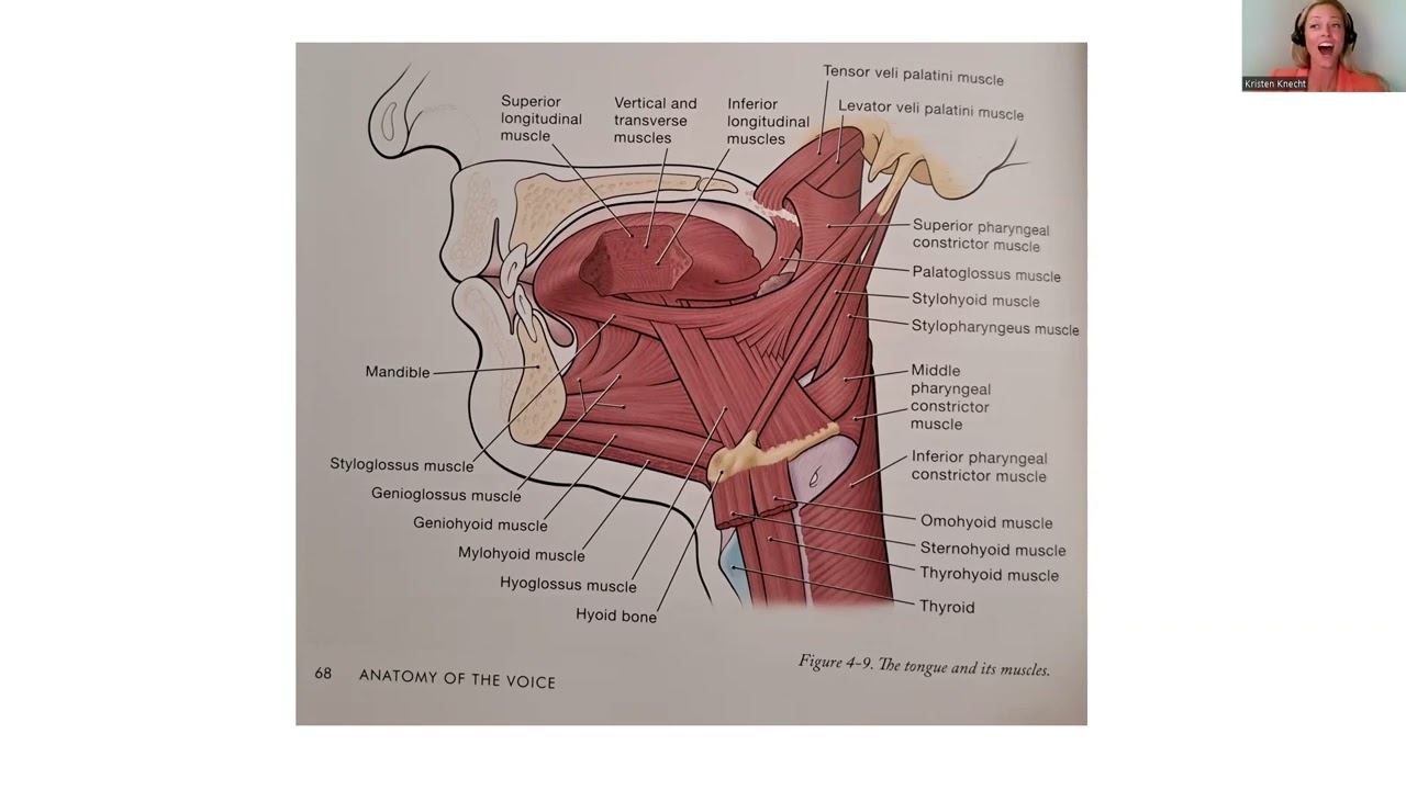 Tongue Muscles: Function and Disfunction