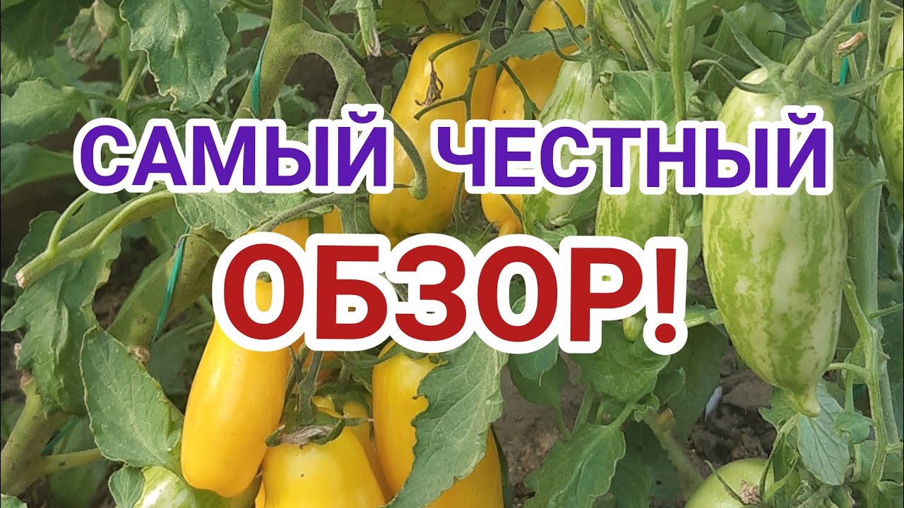 Банановые ноги/Малиновая империя/Семена Партнёр🍅