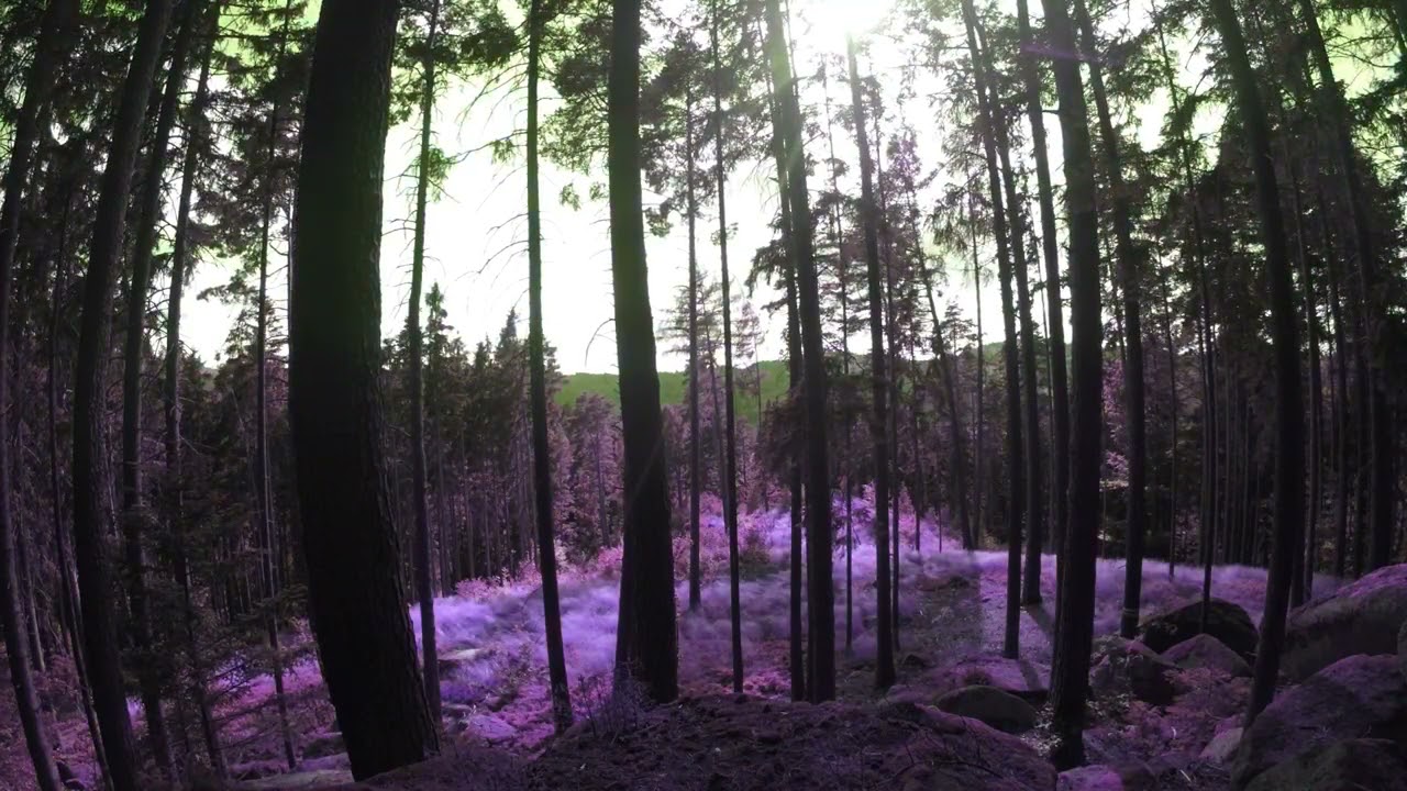 Forest Psytrance Mix - Psilostatic