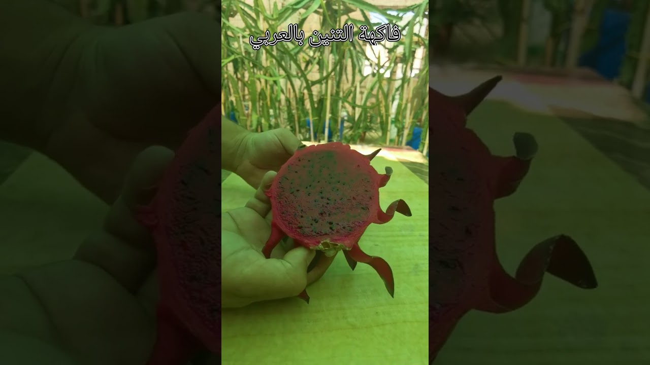 تجربة أول ثلاث أصناف من فاكهة التنين🐉🐲 لهاذا الموسم. الصنف الثالث صنف مهجن جديد 🤩