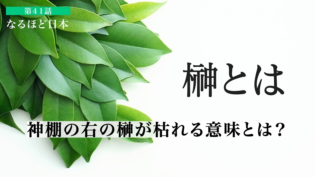 なるほど日本 第41話 | 榊とは　神棚で右の榊が枯れる意味とは？なぜ榊は神聖視されているのか？