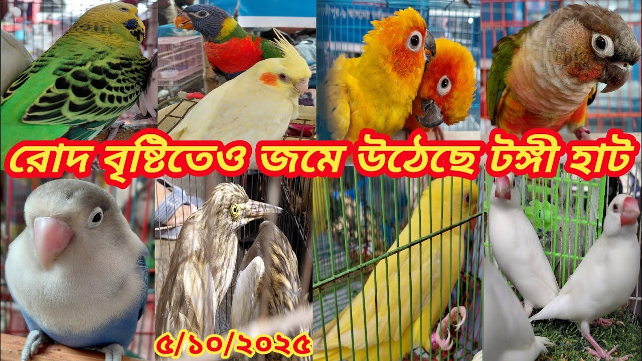 রোদ বৃষ্টিতেও জমে উঠেছে টঙ্গী বাজার পাখির হাট || Tongi pakhir hat || bird price in Bangladesh