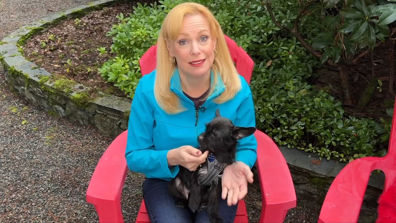 Pet CHEK: Годовалая Мейзи — настоящая прелесть, которая ищет любящий дом.