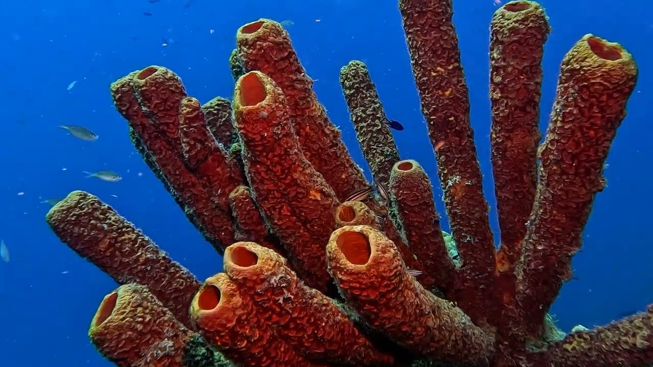 Diving Klein Bonaire 2024