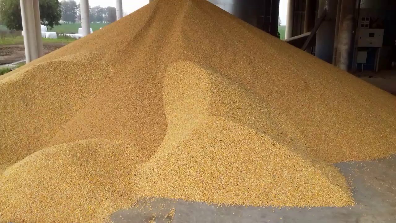 Suszenie kukurydzy zmodyfikowaną suszarnią Drzewicz Drying corn