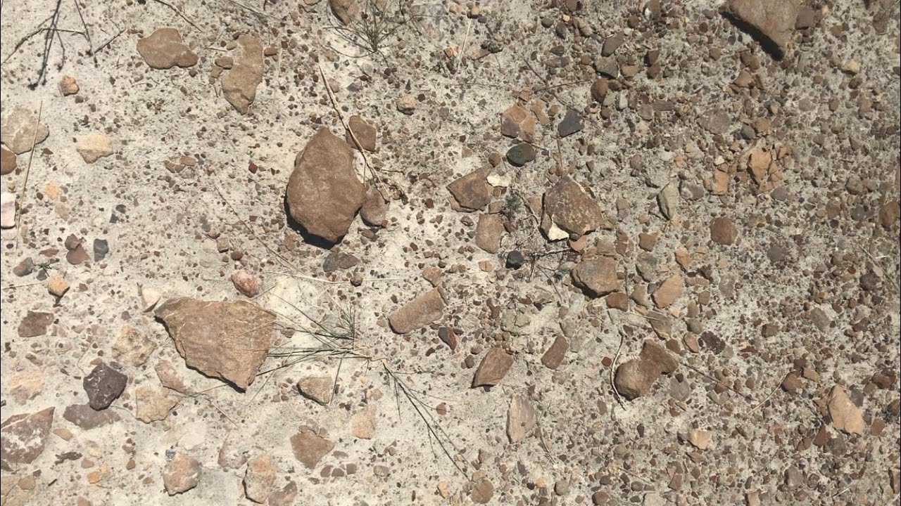 SO MANY BONES - Centrosaurus Bonebed Hike!!