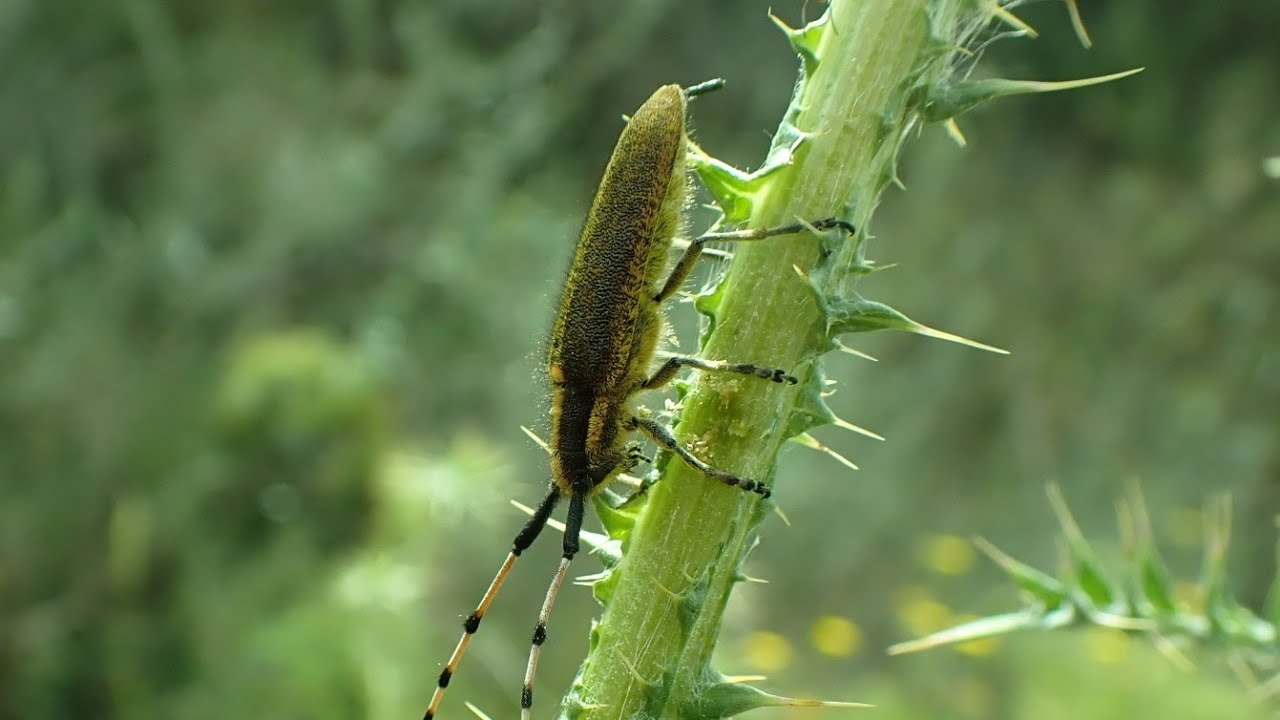 Agapanthia nicosiensis