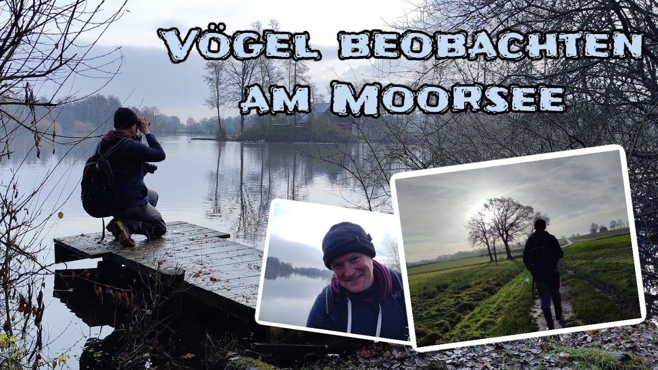 Vögel beobachten am Moorsee - Traumhafte Lichtstimmung und viel Spaß!  #sonne #leben #vögel #humor