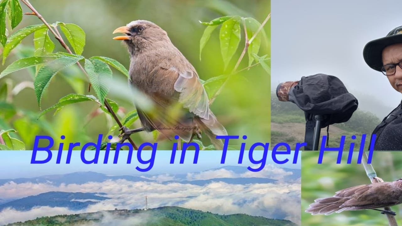 Birding in Tiger Hill