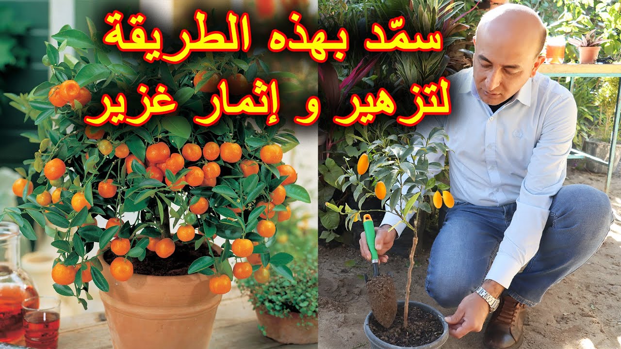 برنامج تسميد و رعاية الأشجار المثمرة المزروعة بالأصص