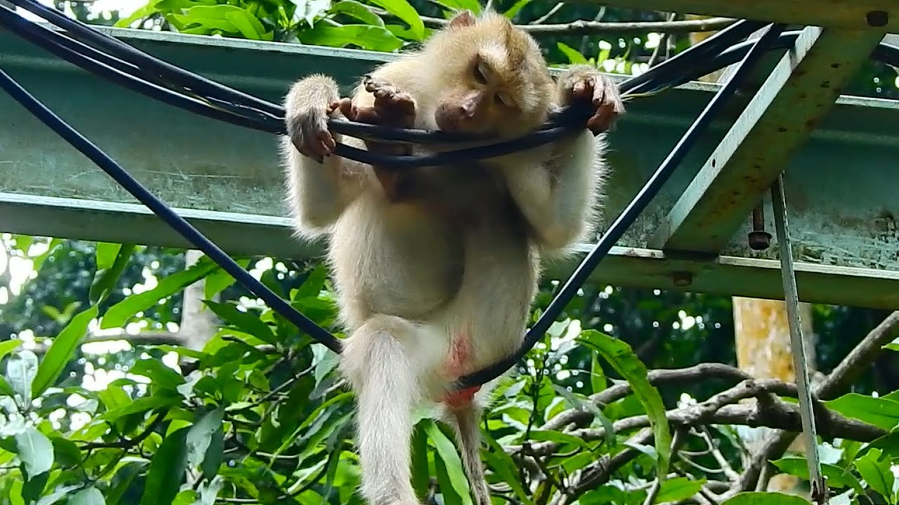 Joyce Sleep very sad || Monkey Niko is good natured to help comfort low rank Sina