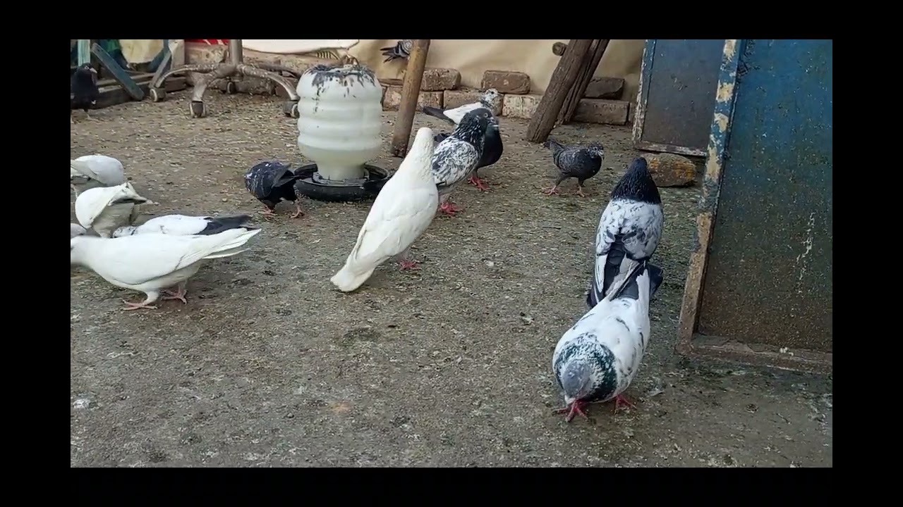 Aaj ki new update by Rehan birds 