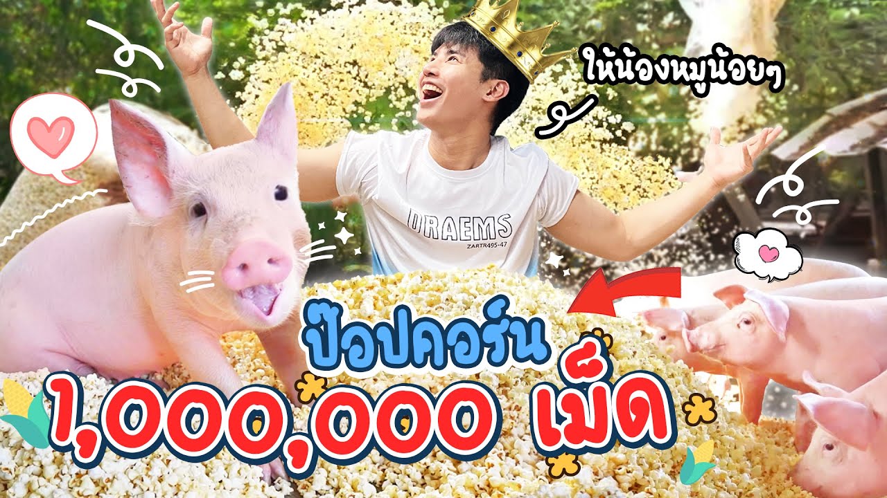 ป๊อร์ปคอร์นหนึ่งล้านเม็ด?! ให้หมูอู๊ดๆกินทั้งฟาร์ม (น่ารักจังเลยลูก)