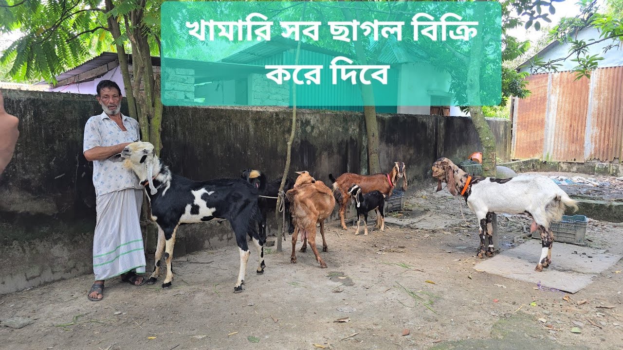 সমস্যায় পরে খামারের সব ছাগল বিক্রি করে দিবে খামারি।।Chagoler khamar