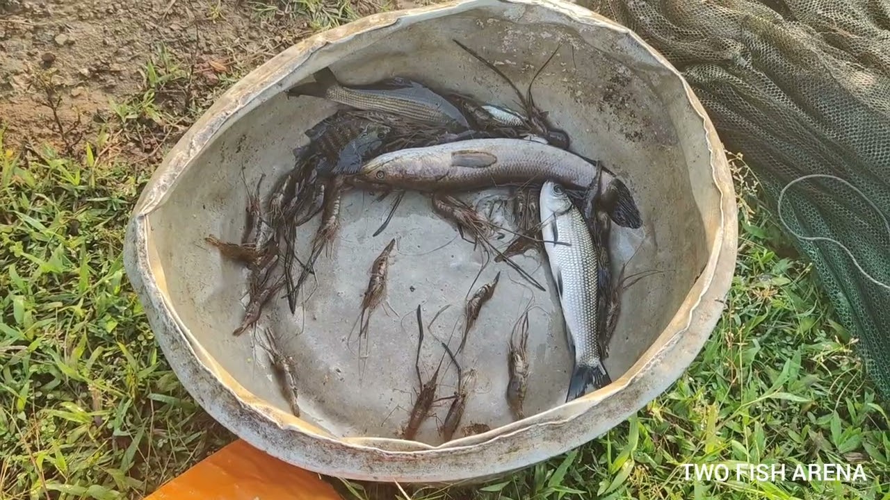 FISHING WITH UMBRELLA TRAP A LOT OF FISH - INDIAN WHITE PRAWNS,SNAKEHEAD @annuponnus99955  