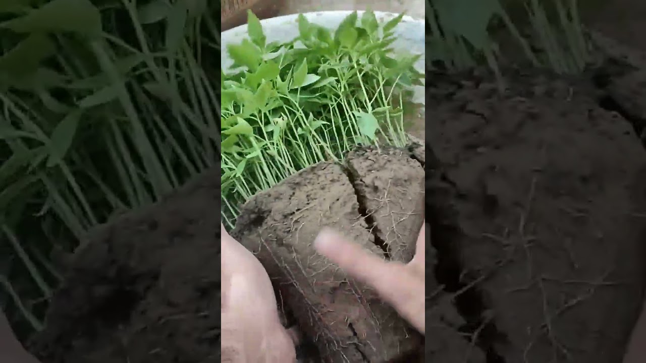 How to separate chili seedlings #shorts #garden #grow #pepper
