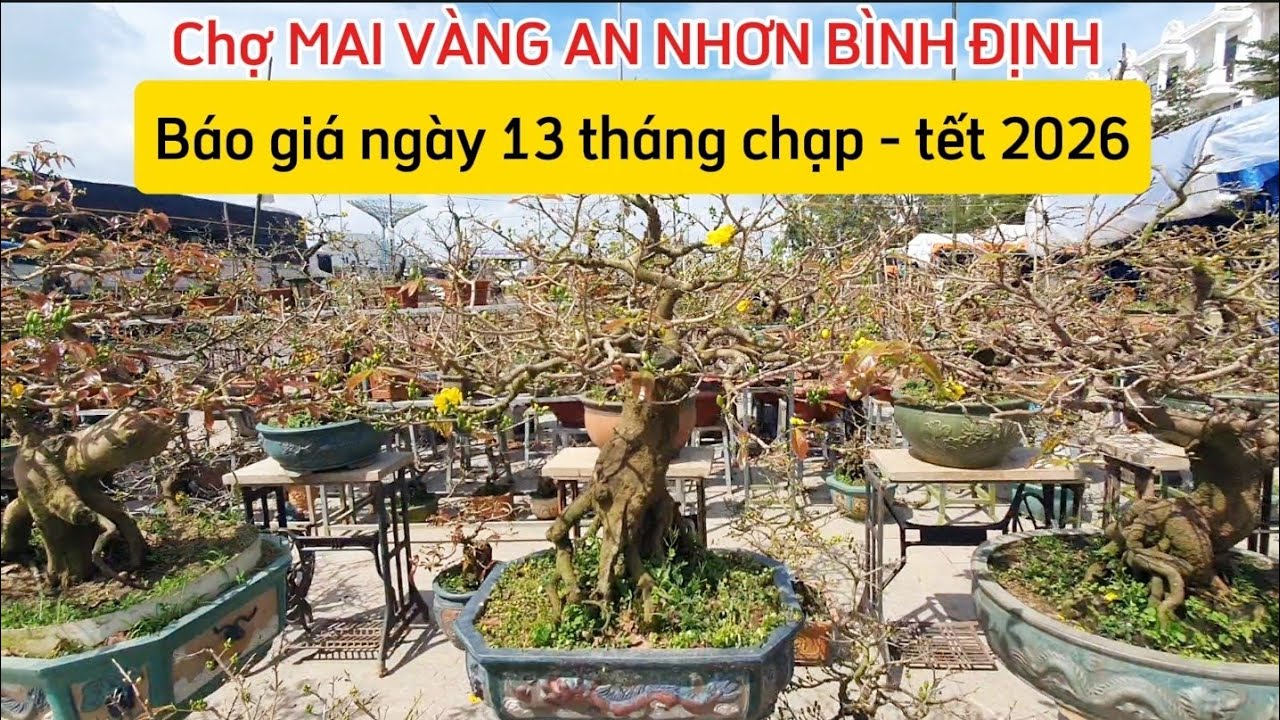 Mai vàng An Nhơn Bình Định - Gia Lai | Báo giá mai vàng ngày 13 tháng chạp (tết 2026)