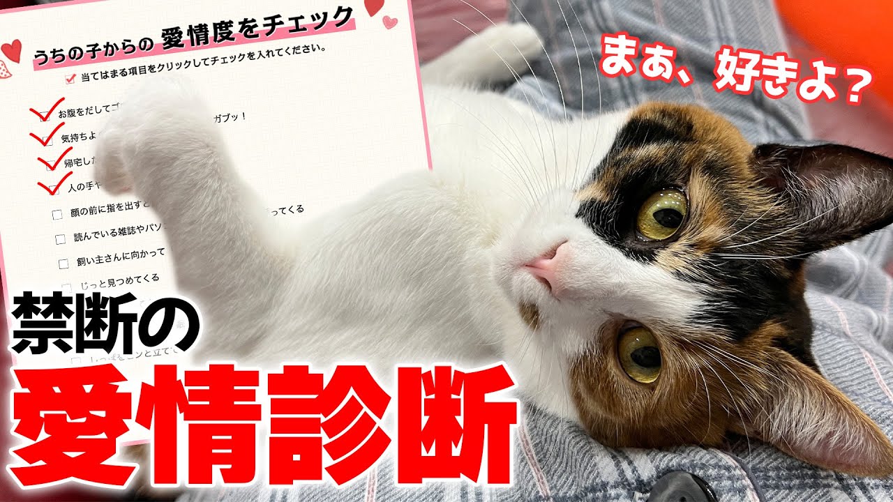 猫たちから飼い主への愛情度がわかる禁断の診断を実際にやってみた結果…