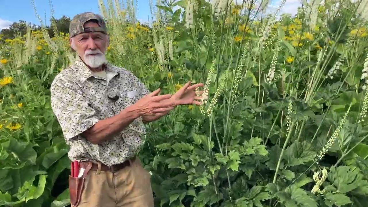 Black Cohosh - How to Grow and Harvest