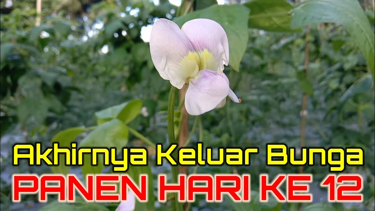 Panen Kacang Panjang 1000 pohon