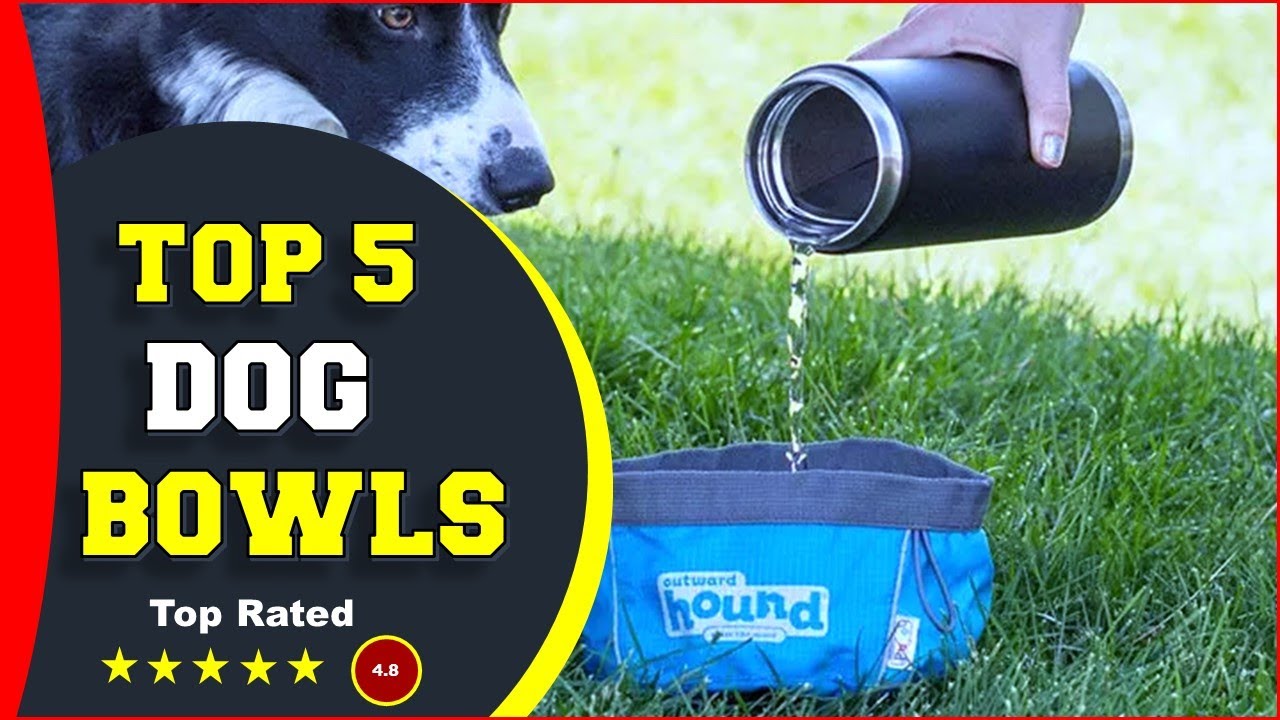✅ Top 5: Best Collapsible Dog Bowls 2022  [Tested & Reviewed]