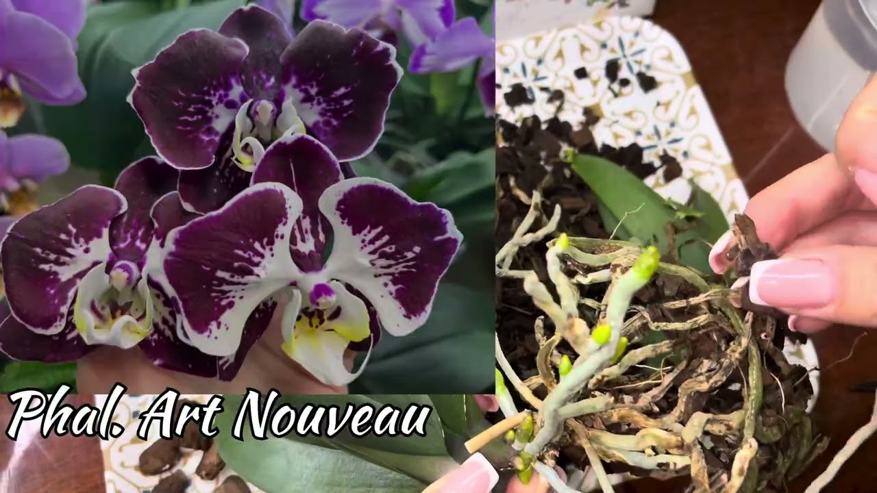 Класична система посадки🪴#phalaenopsis San Jose. Вирівнюю👆🏻завалену розетку🌱#orchid #flowers #garden