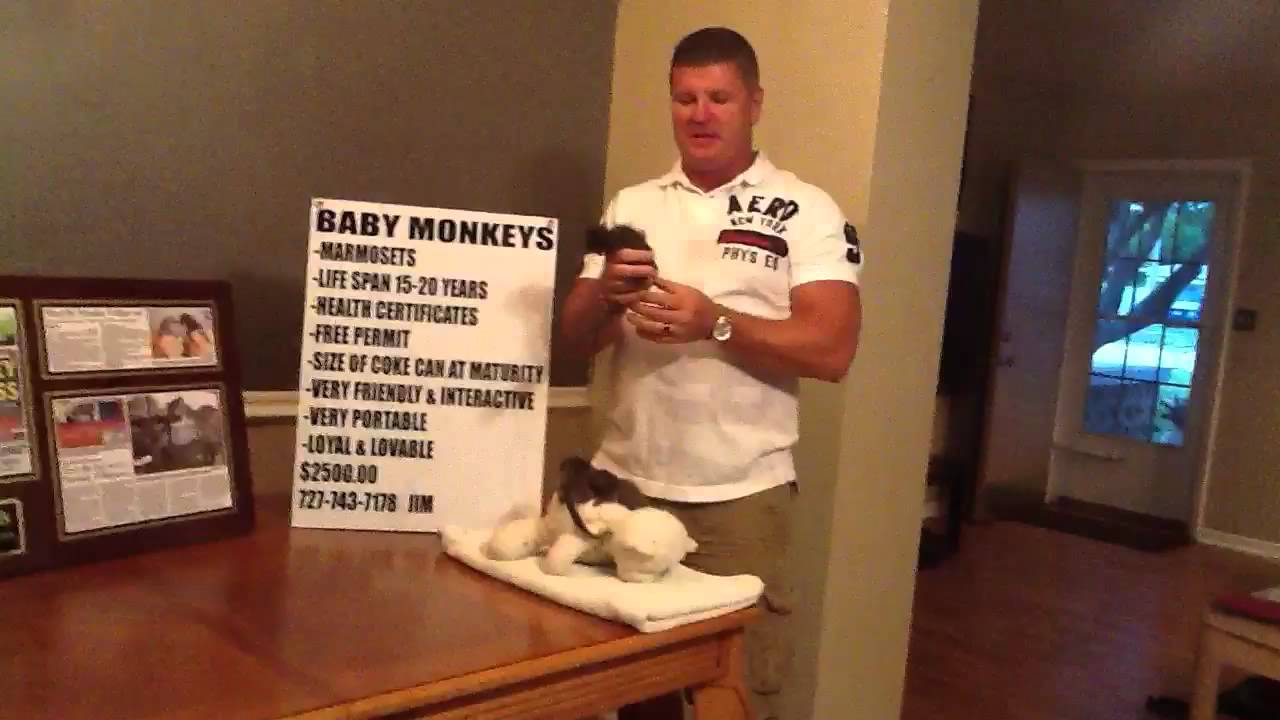 Baby Pet Marmoset Monkeys for sale in St Pete Florida