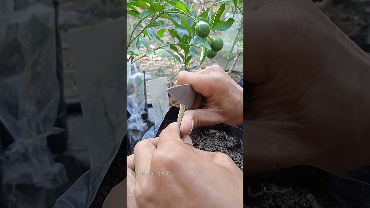 citrus grafting techniques EP471 #gardeningtips