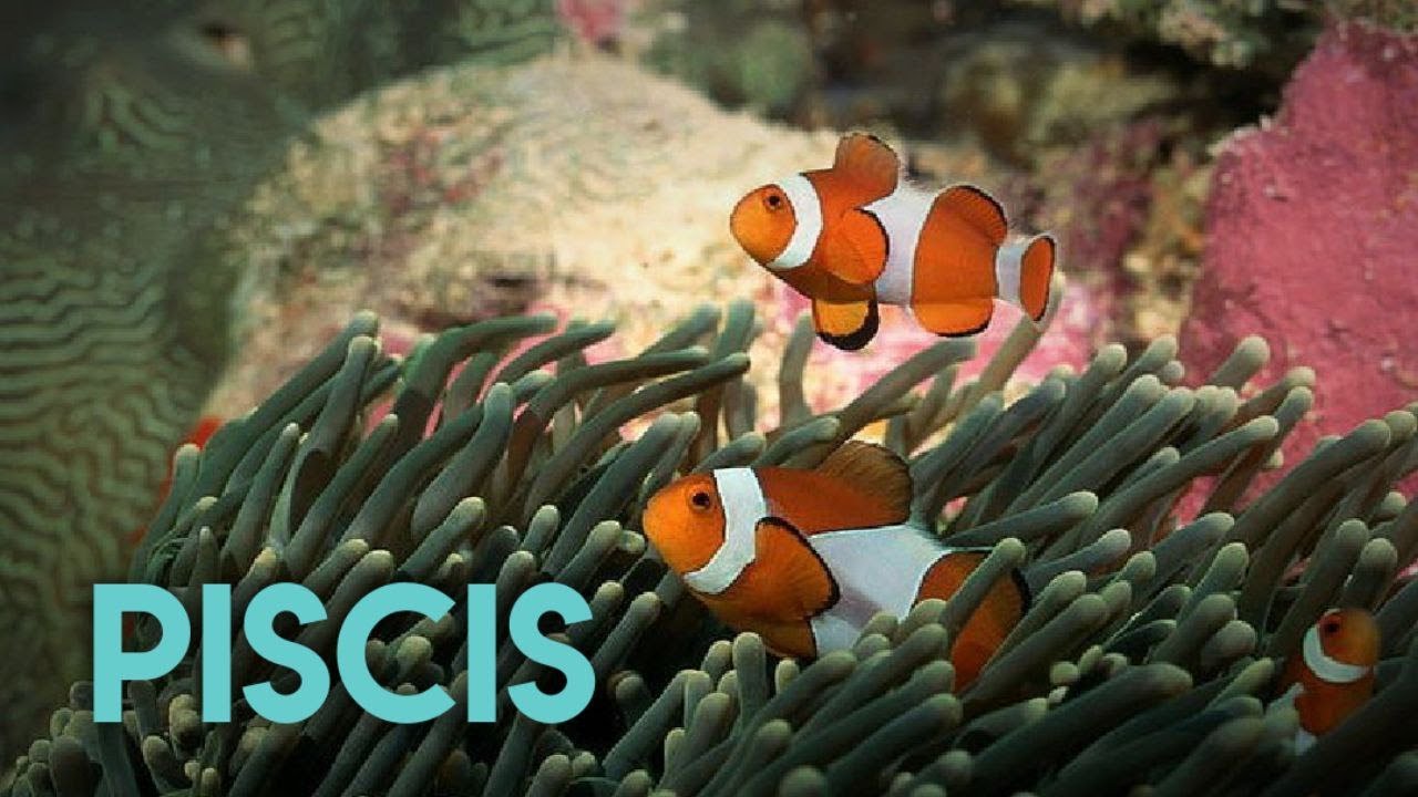 PISCIS | Los signos del zodíaco y su carácter - Linda Goodman