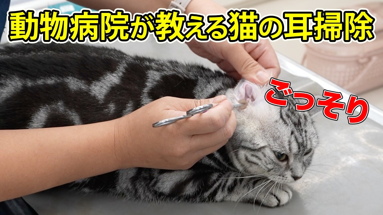 【猫の耳掃除】動物病院が教える自宅でも出来る猫の耳掃除
